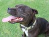 This Real-Life Super Dog Can Move Cars And Leap Up To 16 Feet Super Bull Terrier shows off his mega jumps