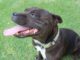 This Real-Life Super Dog Can Move Cars And Leap Up To 16 Feet Super Bull Terrier shows off his mega jumps