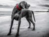 Weimaraner Picks Up Plastic Trash On UK Beaches And We’re In Love Beautiful Weimaraner helps clean up the beach