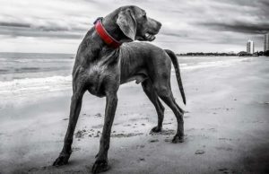 Weimaraner Picks Up Plastic Trash On UK Beaches And We’re In Love Beautiful Weimaraner helps clean up the beach