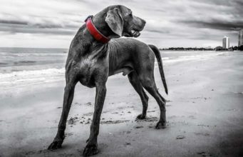 Weimaraner Picks Up Plastic Trash On UK Beaches And We’re In Love Beautiful Weimaraner helps clean up the beach