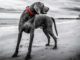 Weimaraner Picks Up Plastic Trash On UK Beaches And We’re In Love Beautiful Weimaraner helps clean up the beach