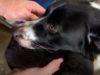 Scared Mama Guides Rescuers to Her Lost Babies Mama dog guides rescuers to her lost puppies