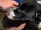 Scared Mama Guides Rescuers to Her Lost Babies Mama dog guides rescuers to her lost puppies