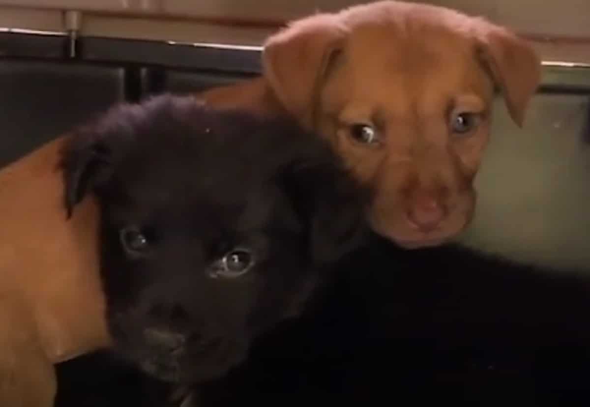 Two more puppies found in the mountains of Puerto Rico