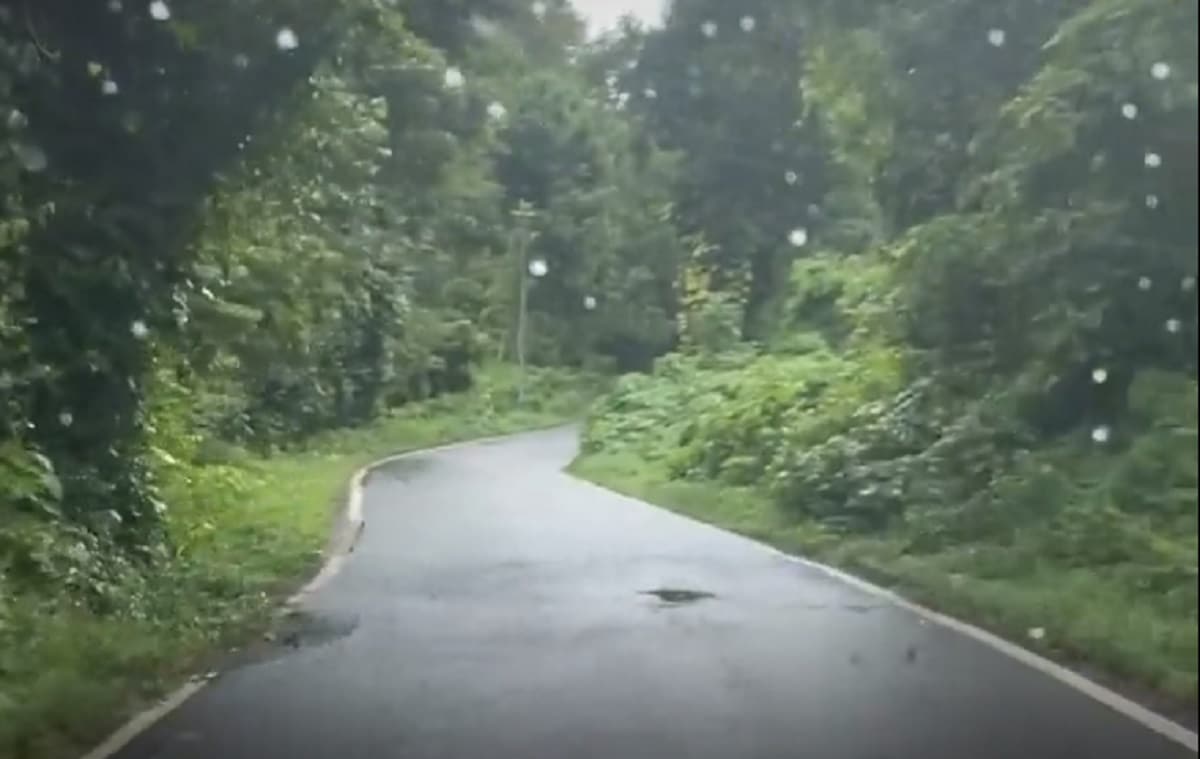 Puerto Rico mountains where lost puppies were found