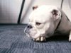 Chubby Bulldog Defies Everyone’s Expectations At Agility Contest This chubby bull dog shows everyone up at the dog show