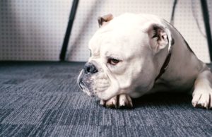 Chubby Bulldog Defies Everyone’s Expectations At Agility Contest This chubby bull dog shows everyone up at the dog show