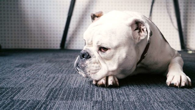 This chubby bull dog shows everyone up at the dog show