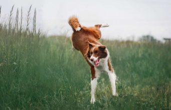 Stray Dog Fakes Having Broken Hind Legs To Beg Food From People Dog fakes a broken leg to get more treats from passersby