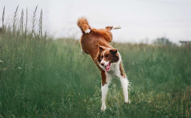 Dog fakes a broken leg to get more treats from passersby