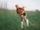 Stray Dog Fakes Having Broken Hind Legs To Beg Food From People Dog fakes a broken leg to get more treats from passersby