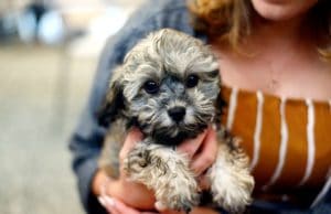 Woman’s Conversation With Her Dog Is Accidentally Sent To Her Friend Mom sends accidental text while playing with her dog