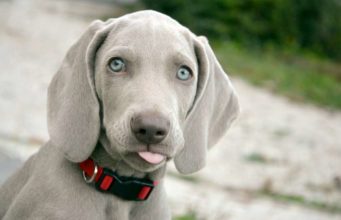 Dog Had The Most Unexpected Reaction When Mom Showed Off Her Baby Bump Puppy has the most wonderful reaction to his new sibling to be
