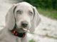 Dog Had The Most Unexpected Reaction When Mom Showed Off Her Baby Bump Puppy has the most wonderful reaction to his new sibling to be