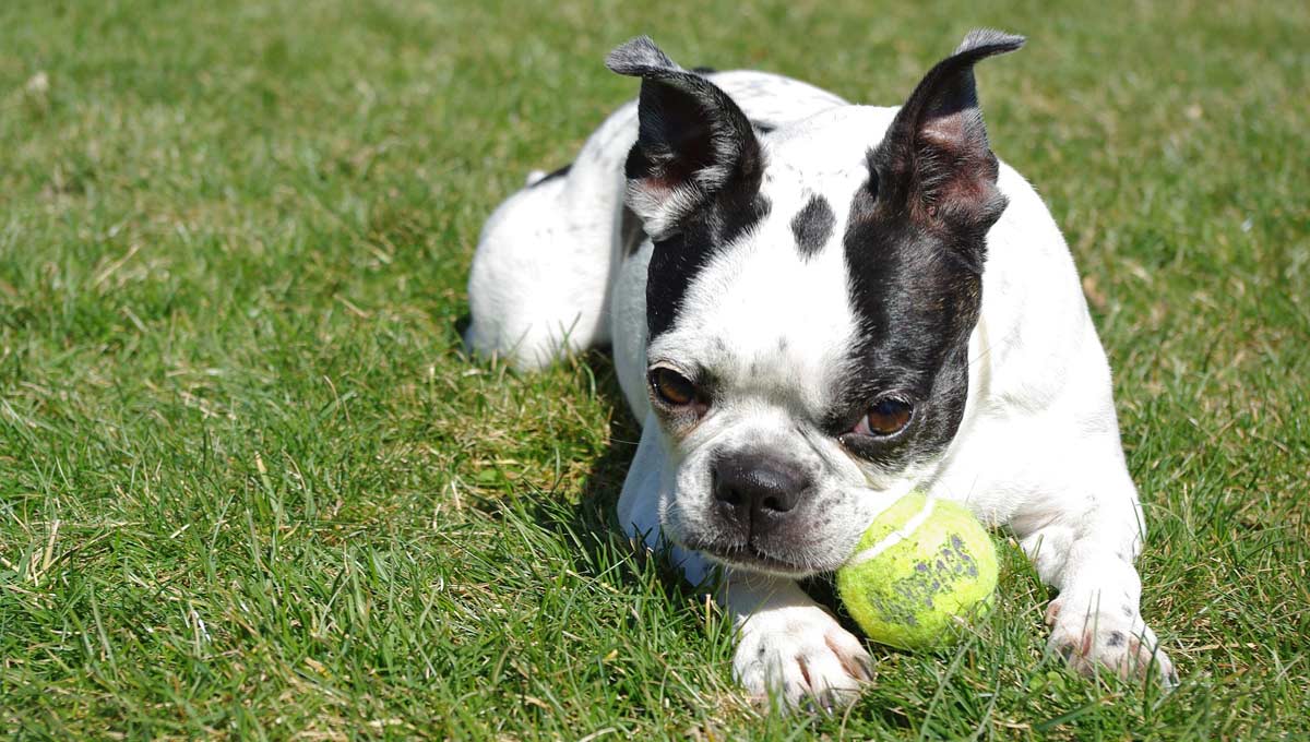 Boston Terrier has trouble getting his ball unstuck