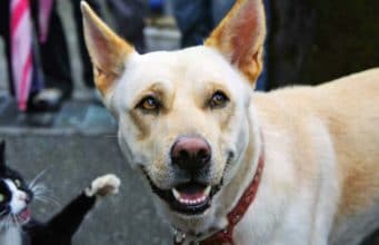 Dogs Freak Out When They See A Black Cat On TV Dogs surprised to see black cat on TV