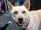 Dogs Freak Out When They See A Black Cat On TV Dogs surprised to see black cat on TV