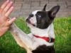 Boston Terrier’s Futile Attempts To Get His Frozen Tennis Ball Unstuck Is Taking Over The Internet Boston Terrior struggles to get his ball unstuck