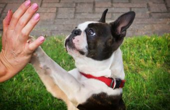 Boston Terrier’s Futile Attempts To Get His Frozen Tennis Ball Unstuck Is Taking Over The Internet Boston Terrior struggles to get his ball unstuck
