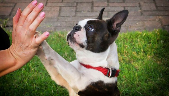 Boston Terrior struggles to get his ball unstuck