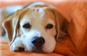 This Rescue Dog’s Reaction To Tearjerker Lion King Scene Is Truly Heartwarming A sad moment for this lovable pup as she watches a sad scene from Lion King