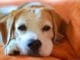 This Rescue Dog’s Reaction To Tearjerker Lion King Scene Is Truly Heartwarming A sad moment for this lovable pup as she watches a sad scene from Lion King