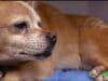 Doctor Fights to Restart Old Dog’s Heart Knowing He Won’t Get Paid Old dog is saved by a genrous vet more concerned for the health of animals