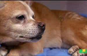 Doctor Fights to Restart Old Dog’s Heart Knowing He Won’t Get Paid Old dog is saved by a genrous vet more concerned for the health of animals