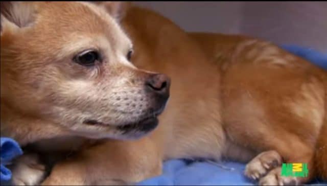 Old dog is saved by a genrous vet more concerned for the health of animals