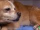 Doctor Fights to Restart Old Dog’s Heart Knowing He Won’t Get Paid Old dog is saved by a genrous vet more concerned for the health of animals