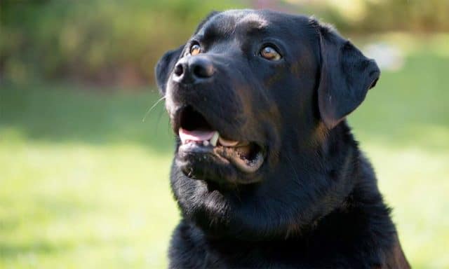 Black lab rides the bus by himself