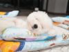 Doggy Kindergarten Shares Adorable Pictures Of Dogs Napping Cute white puppy tucked into bed