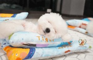 Doggy Kindergarten Shares Adorable Pictures Of Dogs Napping Cute white puppy tucked into bed