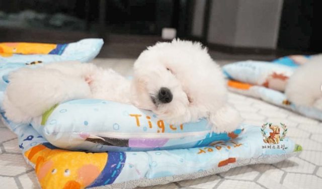 Cute white puppy tucked into bed