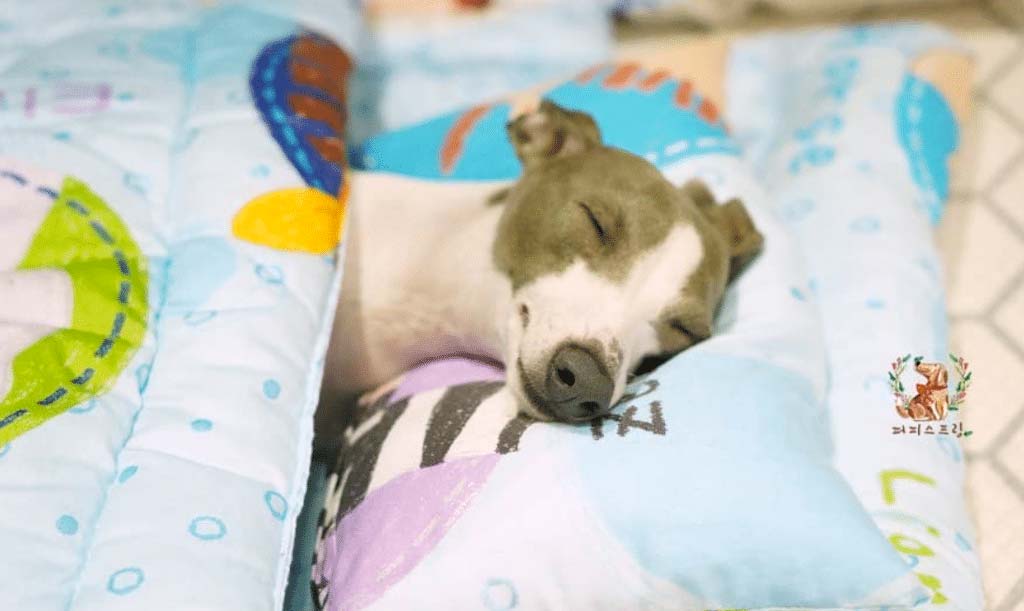 Doggy ready for bed in his sleeping bag