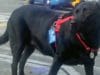 Eclipse Loves Riding the Bus To Her Favorite Park – By Herself Eclipse rides the bus by herself