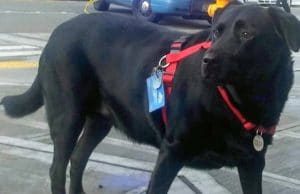 Eclipse Loves Riding the Bus To Her Favorite Park – By Herself Eclipse rides the bus by herself