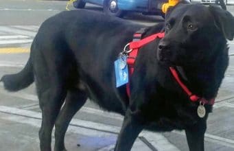 Eclipse Loves Riding the Bus To Her Favorite Park – By Herself Eclipse rides the bus by herself