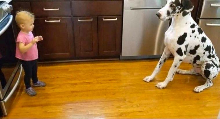 Watch this little girl get this big Great Dane to sit