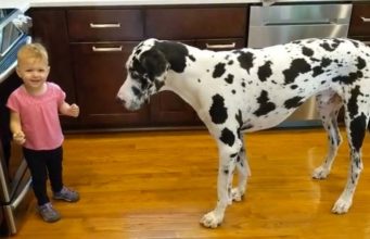 Watch: Girl Can’t Stop Giggling As She Teaches Her Dog To Sit Little girl with her great big Great Dane