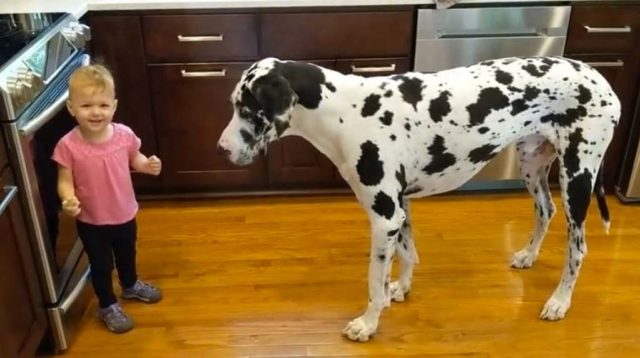 Little girl with her great big Great Dane