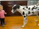 Watch: Girl Can’t Stop Giggling As She Teaches Her Dog To Sit Little girl with her great big Great Dane