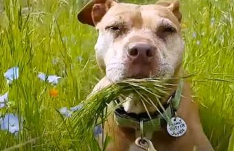 Pit Bull Rescued From Dog Fighting Ring Is Actually A Lovebug Peanut butter junkie pitbull