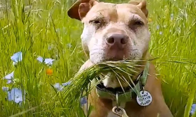 Peanut butter junkie pitbull