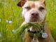 Pit Bull Rescued From Dog Fighting Ring Is Actually A Lovebug Peanut butter junkie pitbull