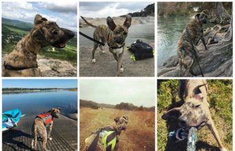 Shelter Vet Gives Deformed Dog A Chance At Life Meet Squish the puppy who had surgery to help him after he was rescued