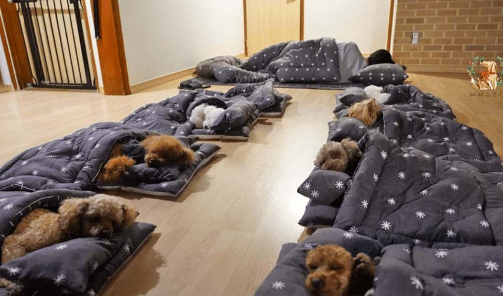 Dogs having nap time in sleeping bags