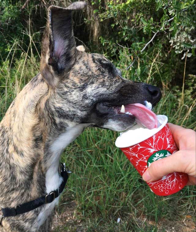 Squish gets a treat after a successful surgery