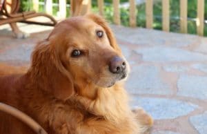 Bullied Tortoise Becomes Besties With A Golden Retriever Cricket the Golden Retriever makes friends with a turtle